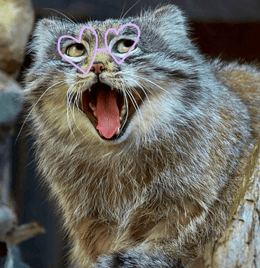 Adorable Manul Cat