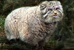 Sweet Manul