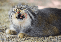Grumpy Manul